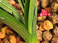 [품절] 남해 산채출 단엽성..