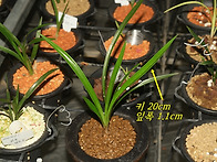 산채 두화변 아롱서