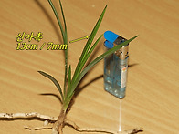 하동 양보 두화변