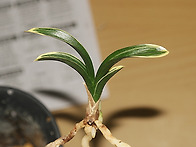 오리지날 옛날 신라