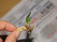 하동 노량 산채 단엽