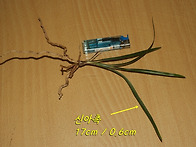 [품절] 진주 금곡 산채 연..