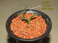 [품절 아담한 신라