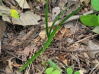 [품절] 오늘 산채 연복륜