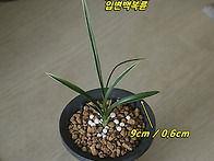 [품절] 산채 입변백복륜