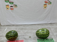 🍉즐거운 여름캠프🍉