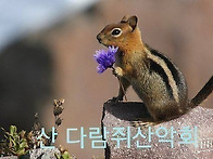 산다람쥐