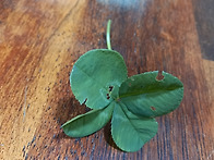 51기 3일차 자연에서찾은행..