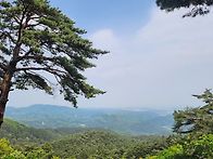 대관령 소나무숲길