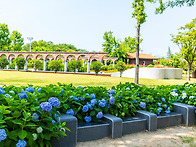 순천만국가정원 수국