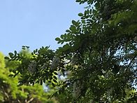 일요문학산장미탐방