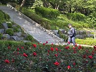 일요문학산장미탐방
