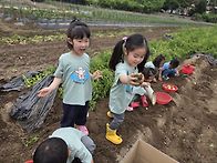 [5월4주] 다정이들과 감자..