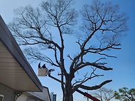 본당정원수 전정 ..