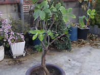 2016 10 30_ L S Y ..