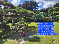 2025.09.28 사철나무 제거..