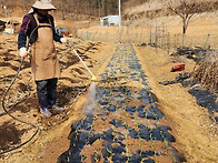 26년3월15일(일) 씨감자를..