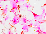 洛花의 傷心