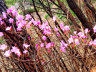 노루 귀를 닮은 ..