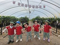 사랑반/즐거운 딸기따기 ..