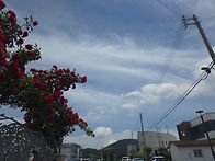 2026년도 제주 상록사랑나..