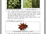 ﻿진도 자생 붓순나무(莽草, 東..