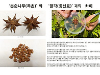 ﻿진도 자생 붓순나무(莽草, 東..