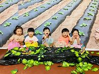 감자 아이스크림