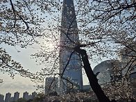 석촌호수 벚꽃산책