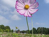 코모를 위한 코스..