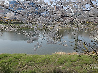 황구지천의 꽃소식~~~