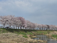 황구지천의 꽃소식~~~