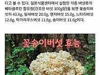 자연산꽃송이버섯 효능