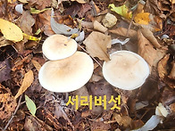 서리버섯 자연산더덕 관절..