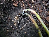 무조산 싹대 두개 대물더덕산행 5.22