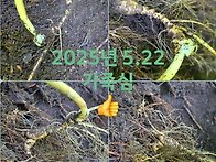 2025년지종산삼채심 5.22
