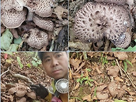 가을버섯산행 &#127812..