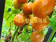 유기농채소 수확