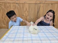 ​🐣..