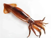 오징어