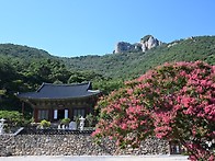 부안군가볼만한곳 배롱나무..