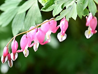 완주군 금낭화자생군락지 ..