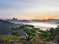 10월정출[명품소나무]