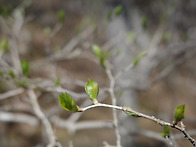 [사제의 시선] 새순