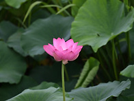 덕진연꽃 만개