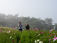 정읍 구절초테마공원2