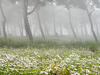 정읍구절초테마공원