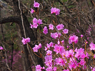 도봉산 진달래 오솔길에서