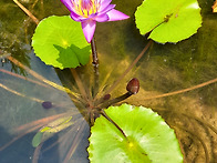 수련