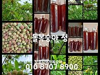 돌복숭아청자두청